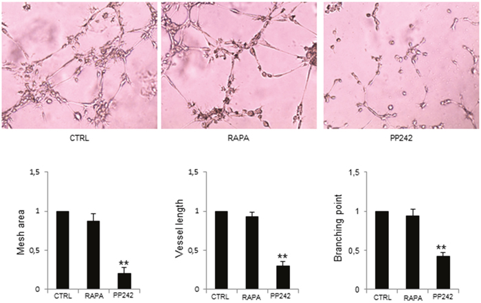 PP242 inhibition of MM-ECs angiogenesis in vitro.