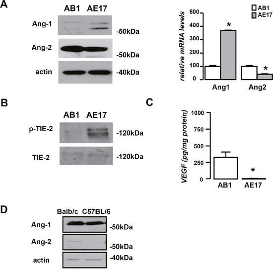 AB1 and AE17 mesothelioma cells present divergent angiogenic profiles.