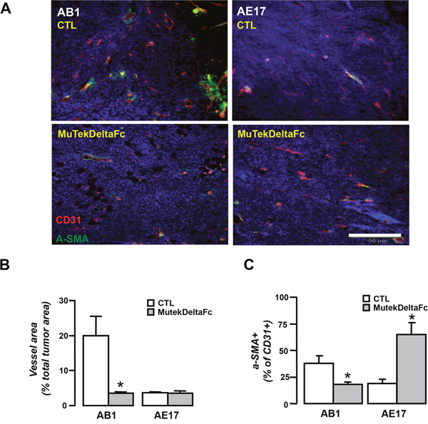 Divergent effects of Murine Tek-Delta Fc on AB1 and AE17 tumor vascular network.