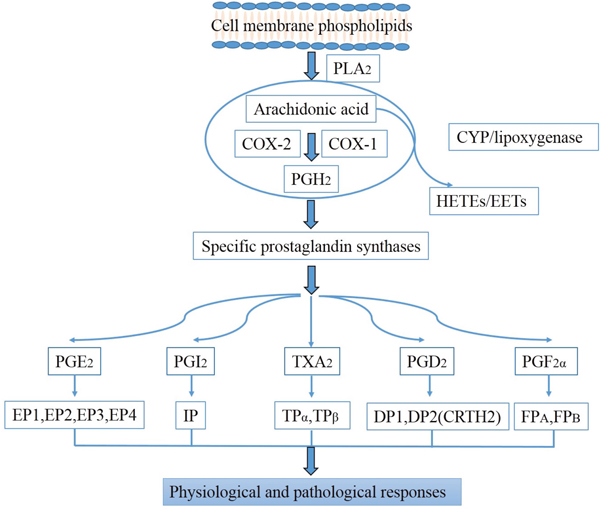 Biosynthesis pathways of prostaglandins.