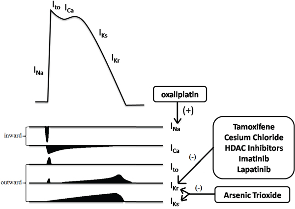 Multiple ion currents involved in the myocardial action potential.