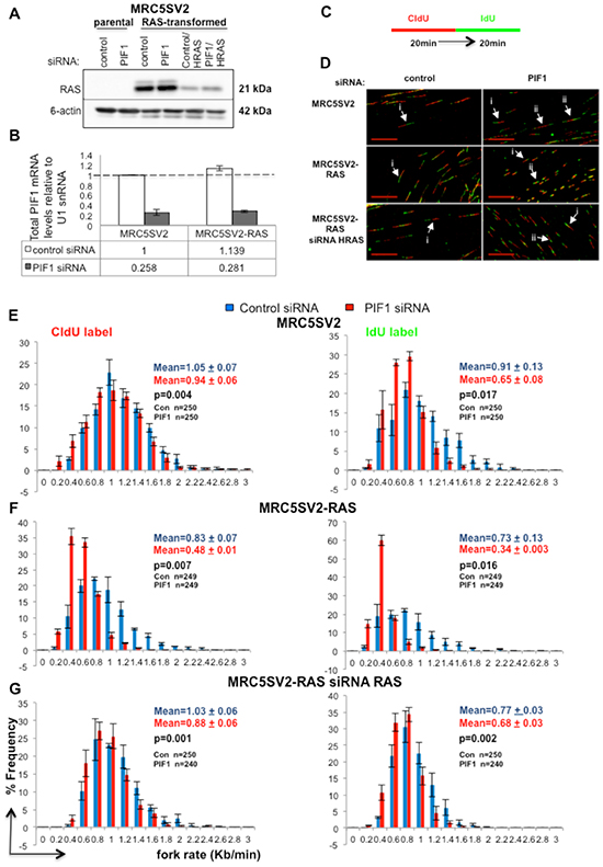 PIF1 depletion slows DNA replication fork rates under normal cycling conditions.