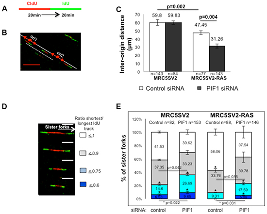 PIF1 depletion changes the frequencies of activation of new replication origins and fork stalling under conditions of oncogene overexpression.