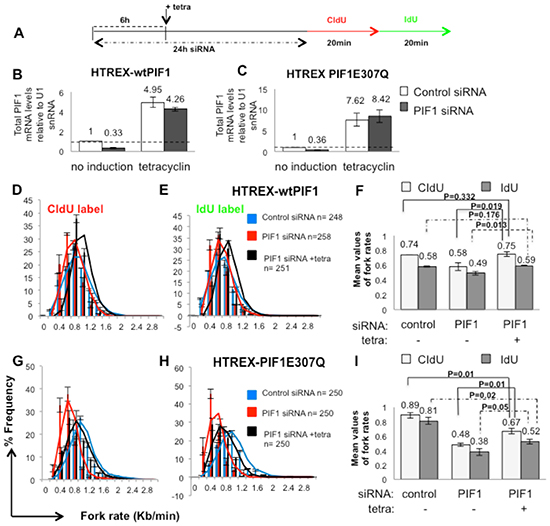 Decreased replication rates upon PIF1 depletion were restored in HCT116 cells by overexpression of wild type PIF1 protein while a helicase mutant failed to restore replication to wild type levels.