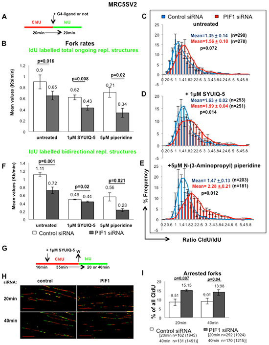 PIF1 protects forks from stalling during ligand-induced stabilization of G4-structures.