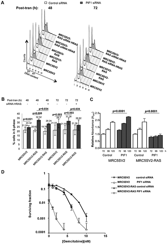 Differential effects of PIF1 depletion on growth and survival of parental and MRC5SV2-RAS cells (clone 2).