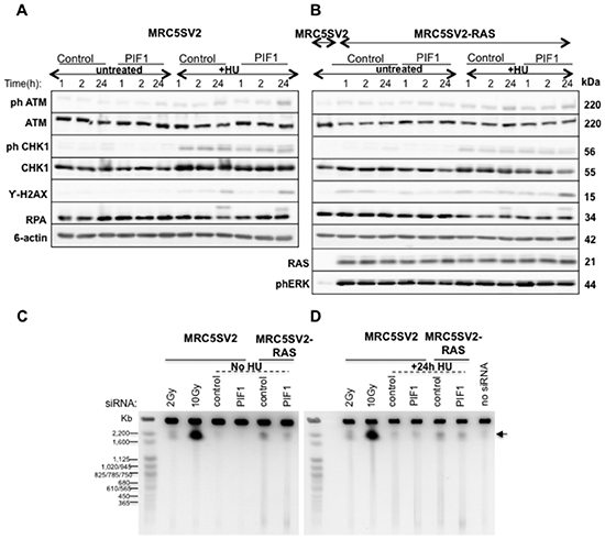 Increased fork stalling after PIF1 depletion is not associated with activation of DNA damage responses, or increased DSB formation.