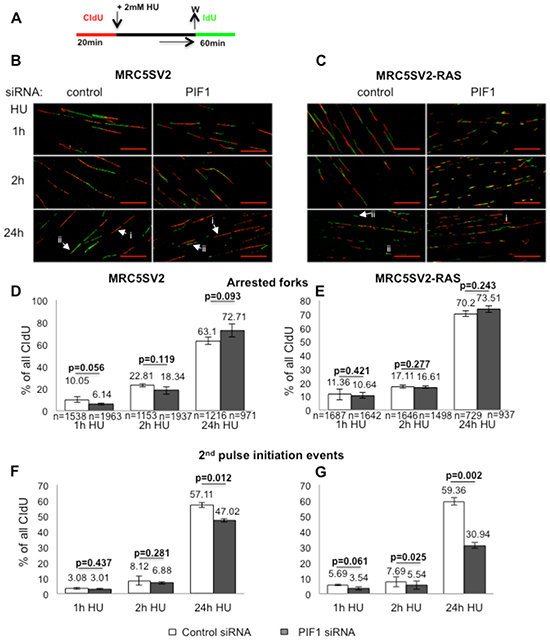 Effects of PIF1-depletion on recovery of stalled replication forks.