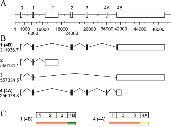 Schematic representation of the human KRAS locus.