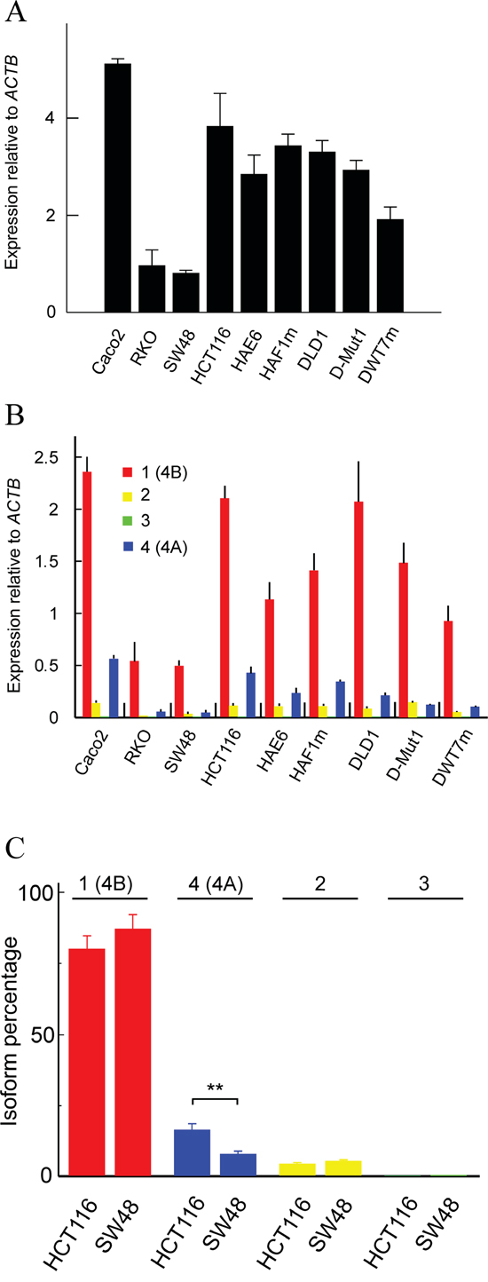 Transcription level of the whole KRAS gene and of its isoforms in several human CRC cell lines.