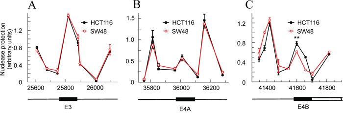 Nucleosome occupancy at the exons involved in alternative splicing in HCT116 and SW48 cells.