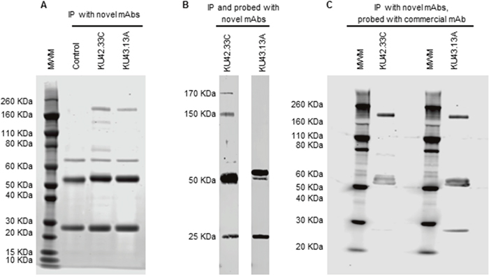 Immunoprecipitation and immunodetection by Western blot of CD109 antigen with novel mAbs KU42.33C and KU43.13A.