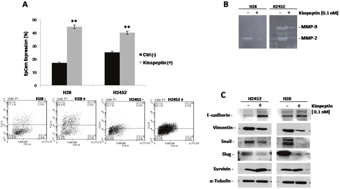 Effect of Kisspeptin on intracellular signaling in mesothelioma cell lines: Epcam, Zymography, Western Blot.