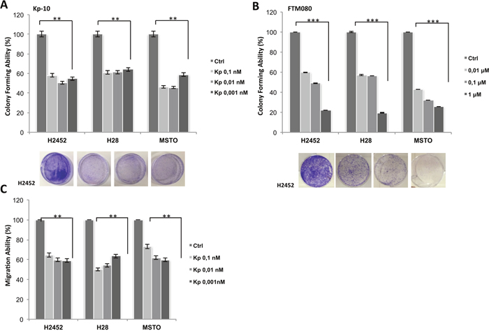 Effect of Kisspeptin and FTM080 on the migration and colonies formation of mesothelioma cell lines.