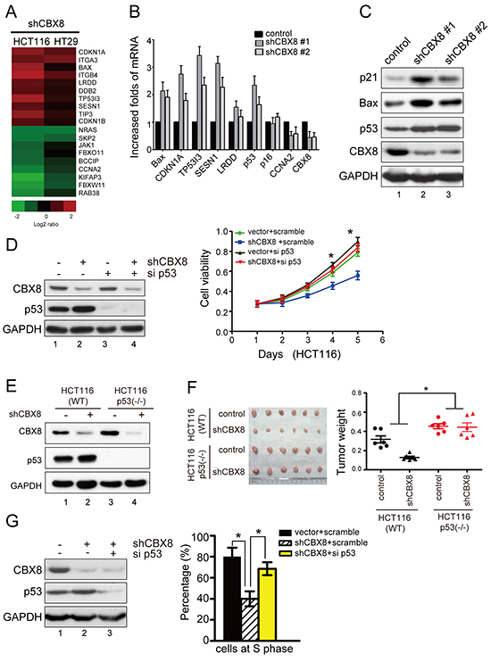 The cell proliferation inhibition after CBX8 knockdown was mostly dependent on p53.