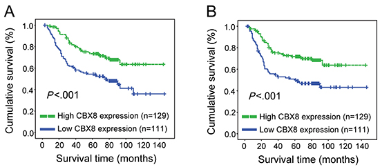 CBX8 expression correlated with overall survival and disease-free survival.