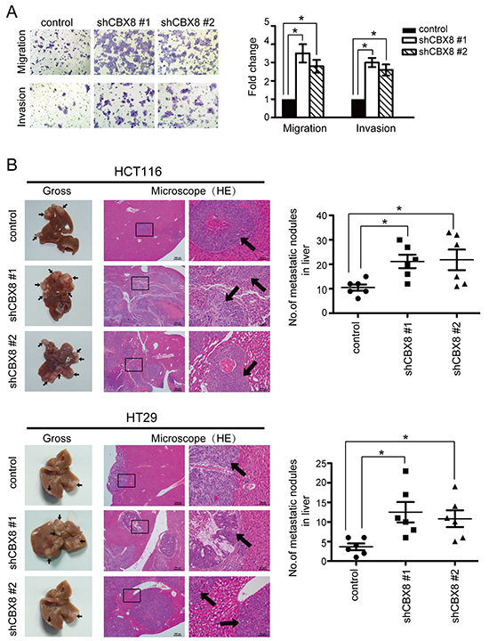 The knockdown of CBX8 enhanced CRC cell motility and metastasis.