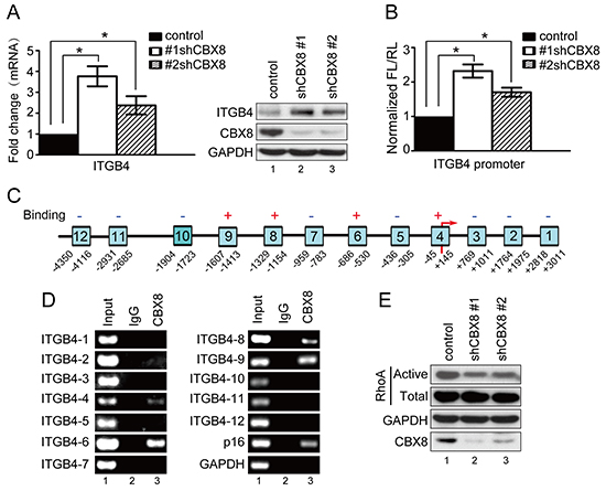 The knockdown of CBX8 increased ITGB4 expression and down-regulated RhoA activity.