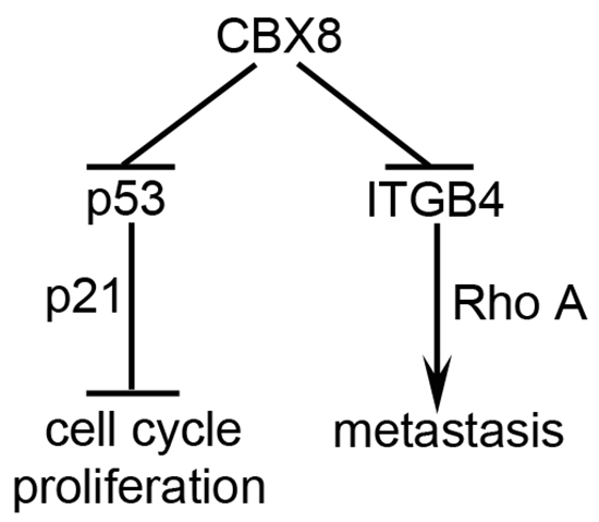 A proposed model for the functions of CBX8 in CRC proliferation and metastasis.