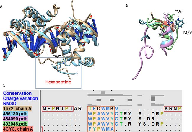 Structural superimposition of members from the anterior and posterior HOX family in complex with DNA and partner proteins.