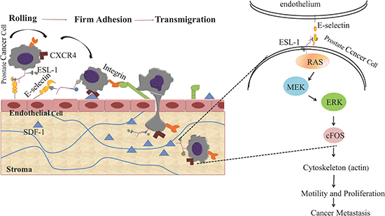 Schematic diagram of the oncogenic signaling pathways induced by E-selectin/ESL-1- mediated PCa rolling and adhesion on endothelial cell surface.