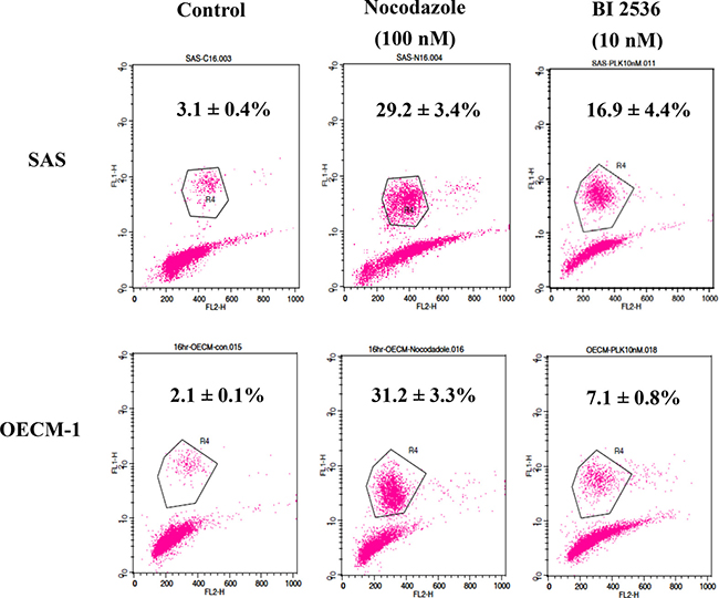 Expression of phosphorylated histone H3 in SAS and OECM-1 cells.