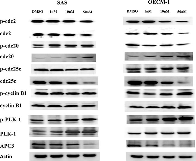 The expression of proteins related to cell cycle regulation in SAS and OECM-1 cells.