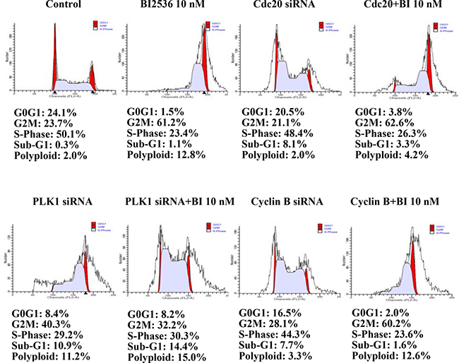 Flow cytometry of SAS cells transfected with siRNA for 24 h.