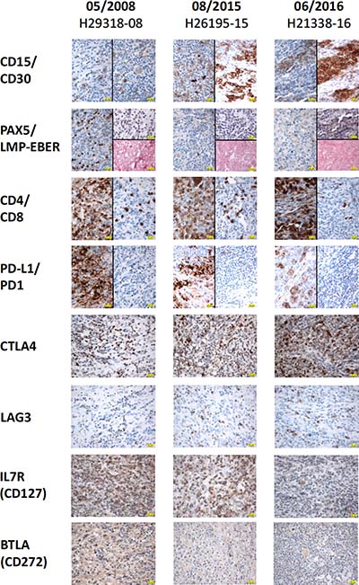 Immunohistochemistry.