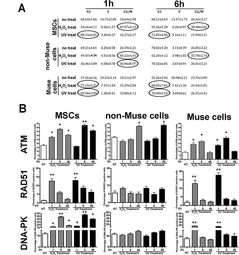 Cell cycle and DNA repair signaling.