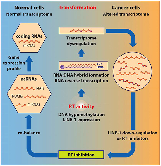 Model for RT-mediated control of the transcriptome in cancer cells.