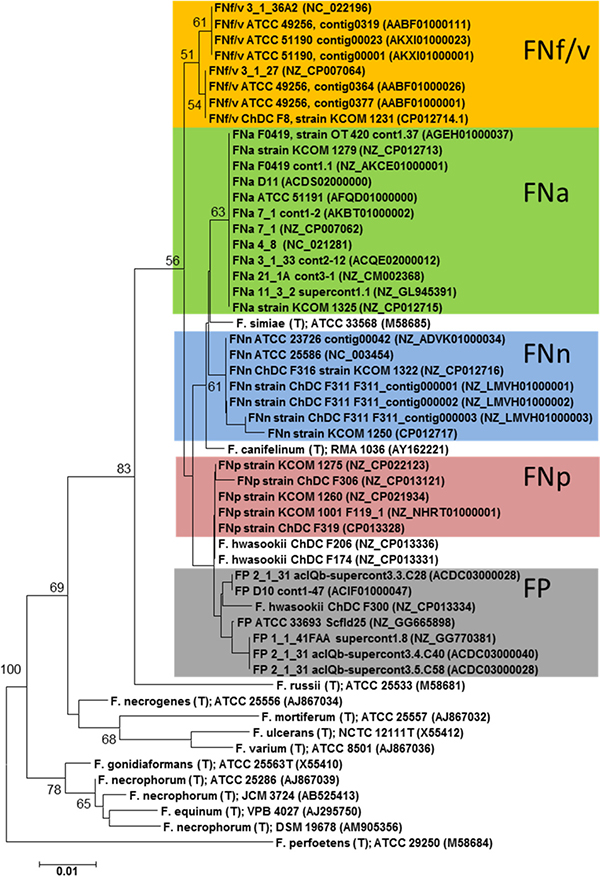 Phylogenetic relationships among subspecies of F. nucleatum (FN) and F. periodonticum (FP) in comparison with other members of the genus Fusobacterium.