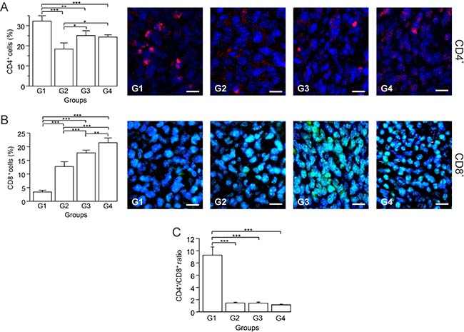 Autologous tumor cells/BCG/formalin vaccine induces an infiltration of CD8+ T cells and promotes prevalence of CD4+ Th1 cells over Tregs.