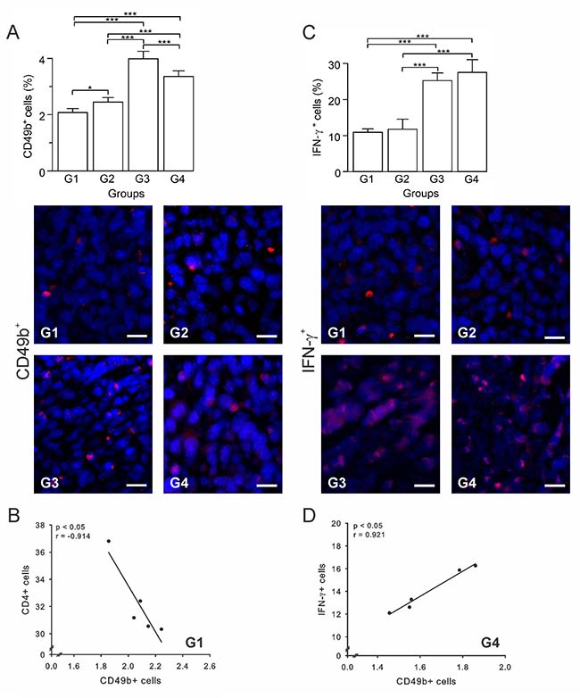 Autologous tumor cells/BCG/formalin vaccine induces an infiltration of NK cells and IFN-&#x03B3;+ cells.