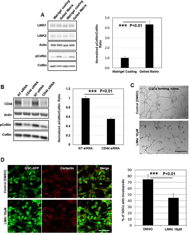 LIMKs activities are upregulated and highly required for GSCs invasive migration during tubes assembly.