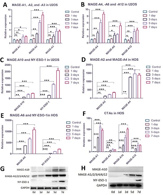 Demethylating treatment elevated the expression of CTAs in U2OS and HOS cells.