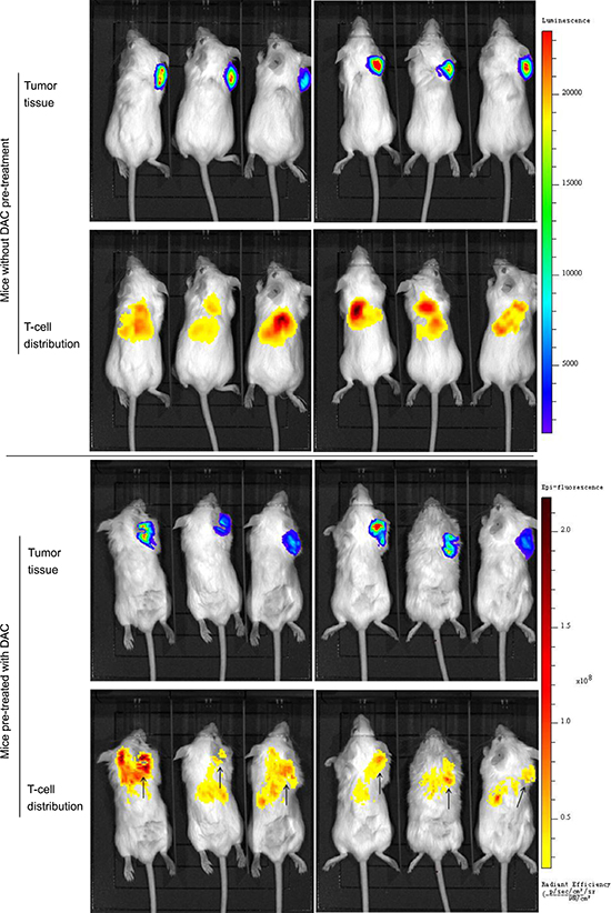 In vivo imaging of antitumor activity of CTA specific T-cells in xenograft models.