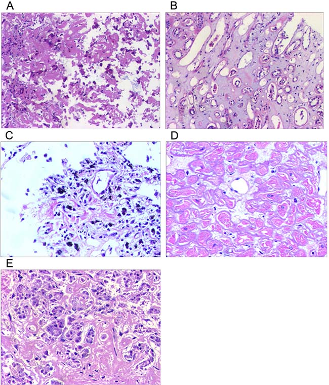 Hematoxylin and eosin staining of multiple organs.