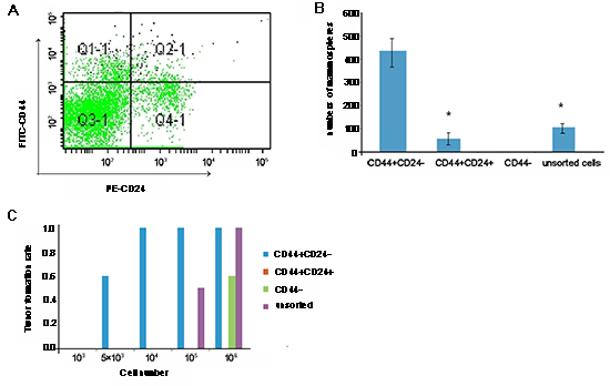 Characterization of cancer stem cells (CSC) from BT-20 cells.