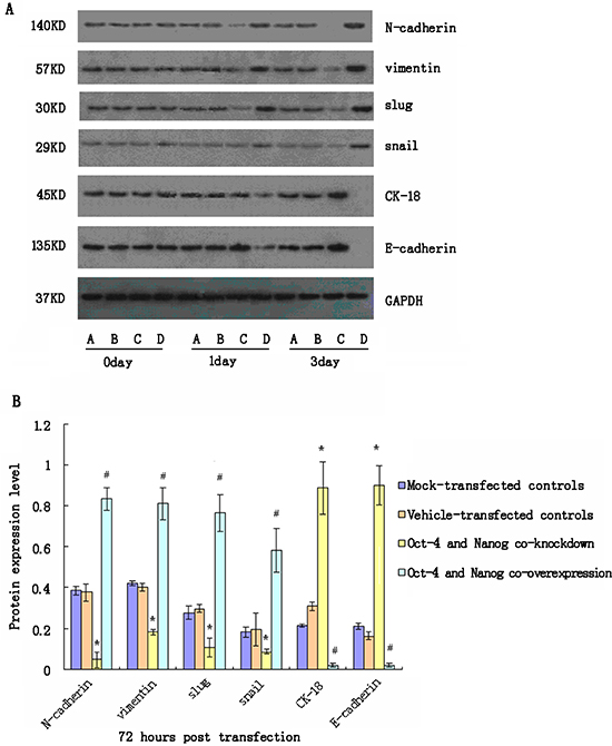 Western blot analyses of relative expression levels of epithelial-mesenchymal transition (EMT)-related genes in cancer stem cells (CSC) following modulating Oct-4 and/or Nanog expression in vitro.