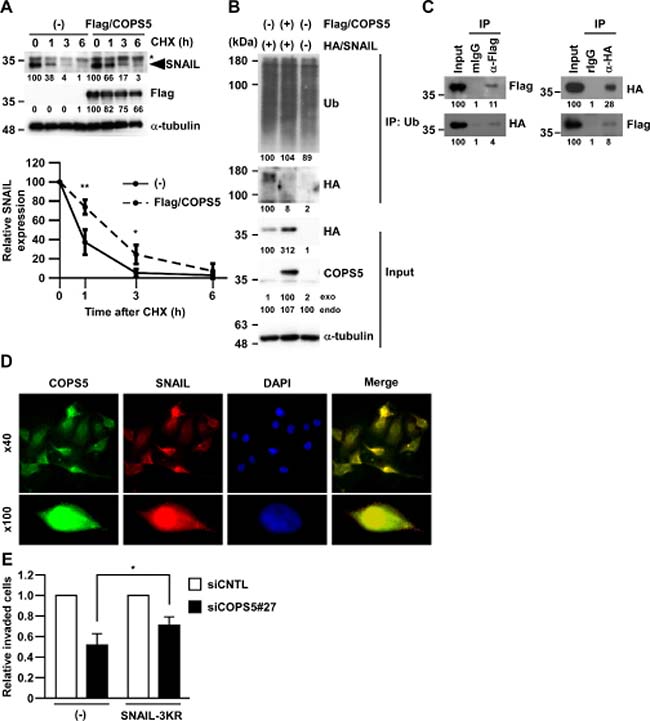 COPS5 directly regulates SNAIL stability through deubiquitination.