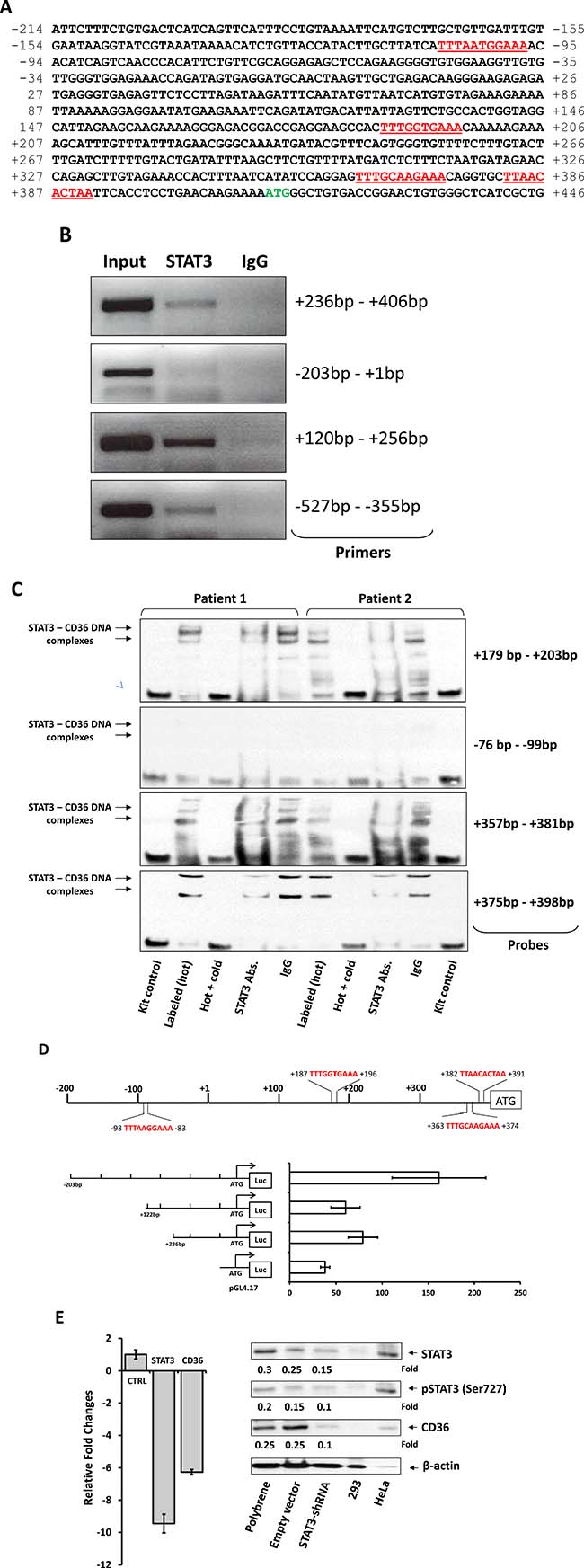 STAT3 binds to and activates the CD36 gene promoter.