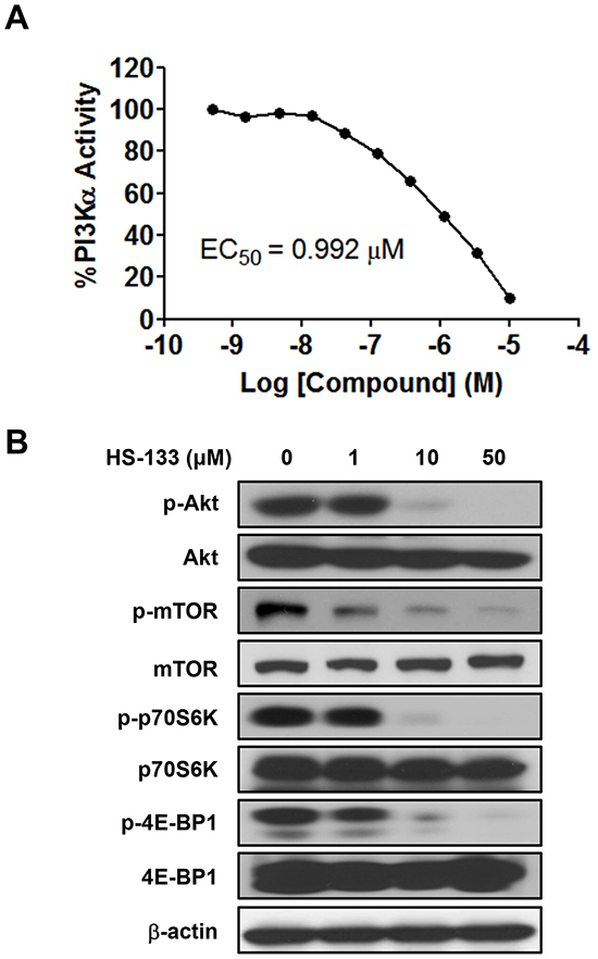 Effect of HS-133 on PI3K/Akt signaling pathway in SkBr3 cells.