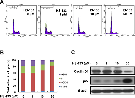Effect of HS-133 on cell cycle in SkBr3 cells.