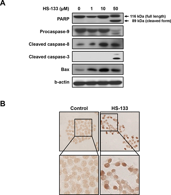 Effect of HS-133 on apoptosis in SkBr3 cells.