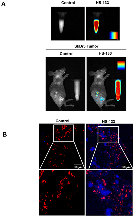 In vivo imaging of HS-133.