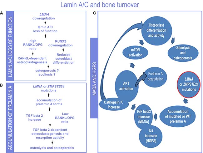 Proposed lamin-dependent pathogenetic mechanisms of bone disorders.