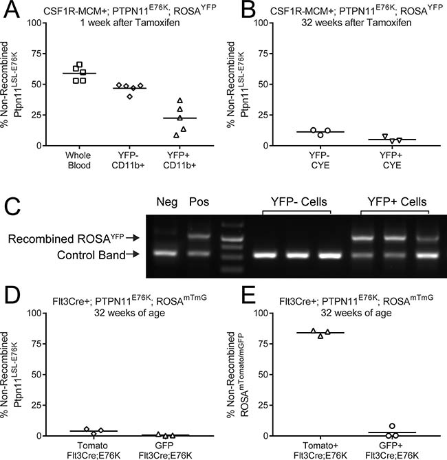 Differential Cre activity in Rosa26 and Ptpn11 loci.