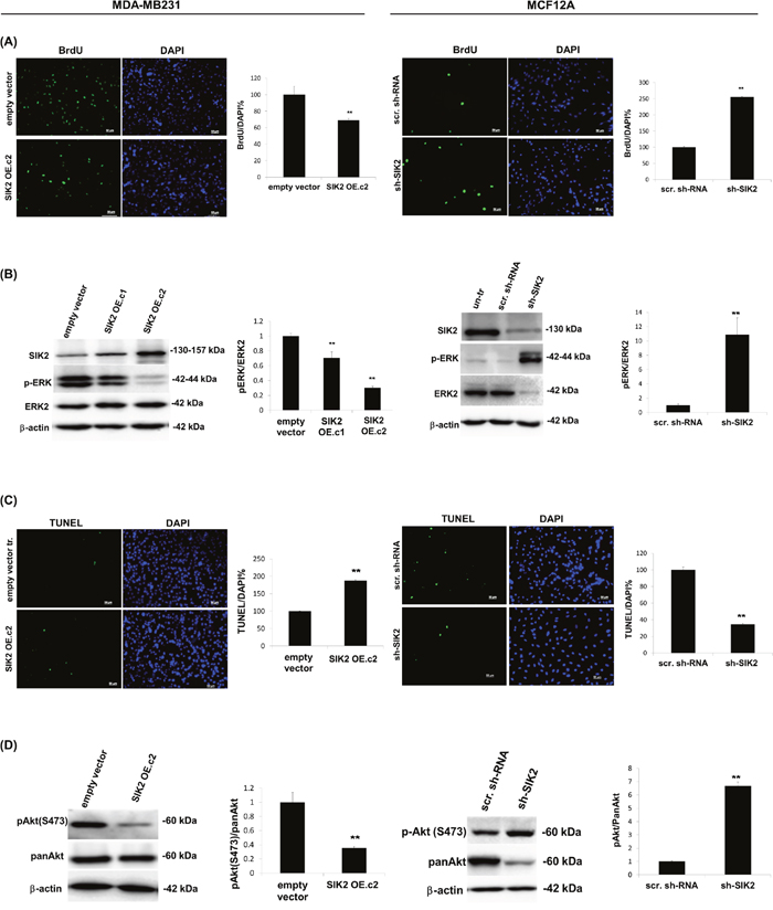 SIK2 inhibits proliferation and survival of breast cells with parallel downregulation of MAPK and PI3K/Akt signaling pathways.