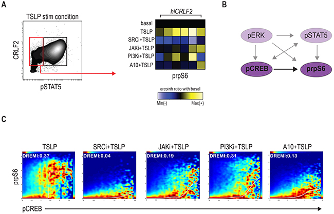 Signaling heterogeneity exists within hiCRLF2 cells.